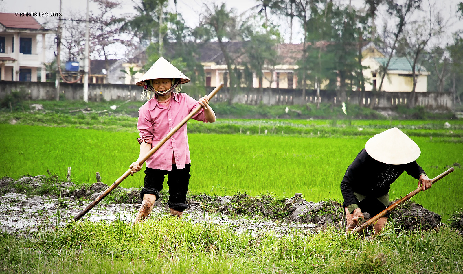Canon EOS 50D sample photo. Vietnamese rice fields 1 photography