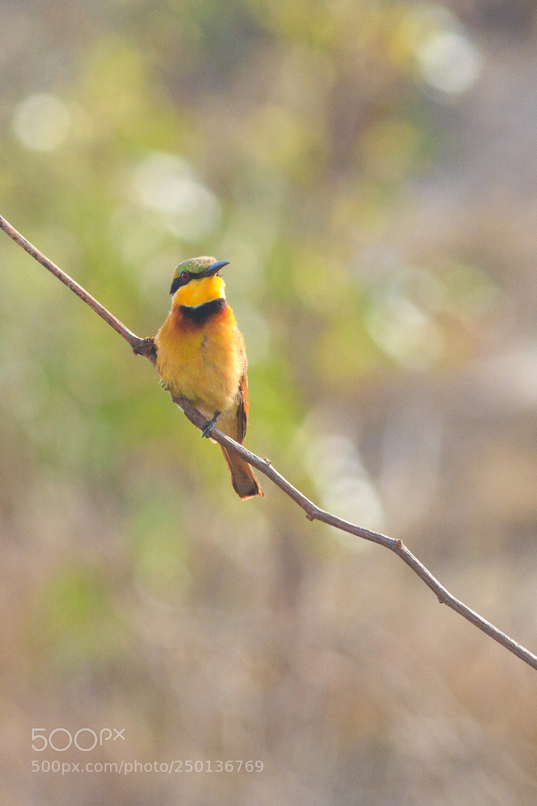 Canon EOS 70D sample photo. Little bee-eater photography
