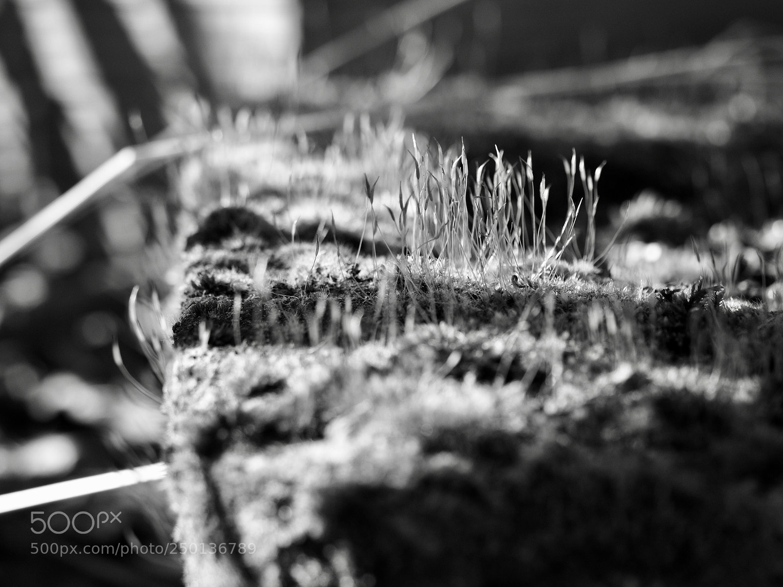 Olympus OM-D E-M10 II sample photo. Moss photography