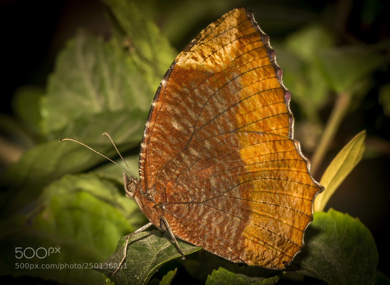 Nikon D5300 sample photo. Random butterfly photography
