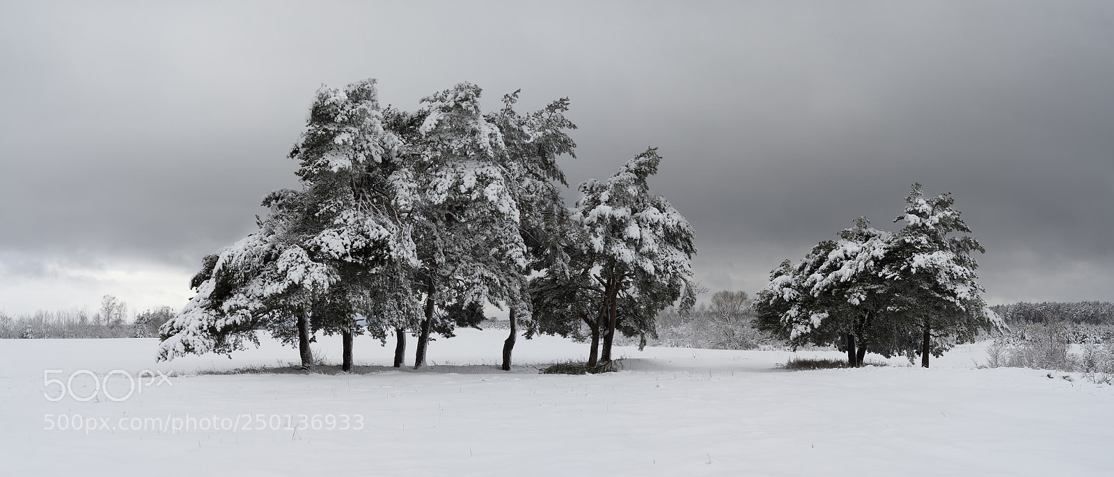 Sony a7R sample photo. Lone winter trees photography