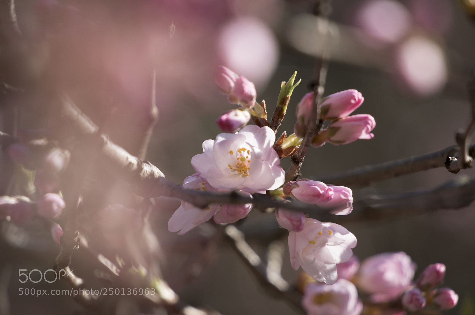 Pentax KP sample photo. Cherry blossom photography
