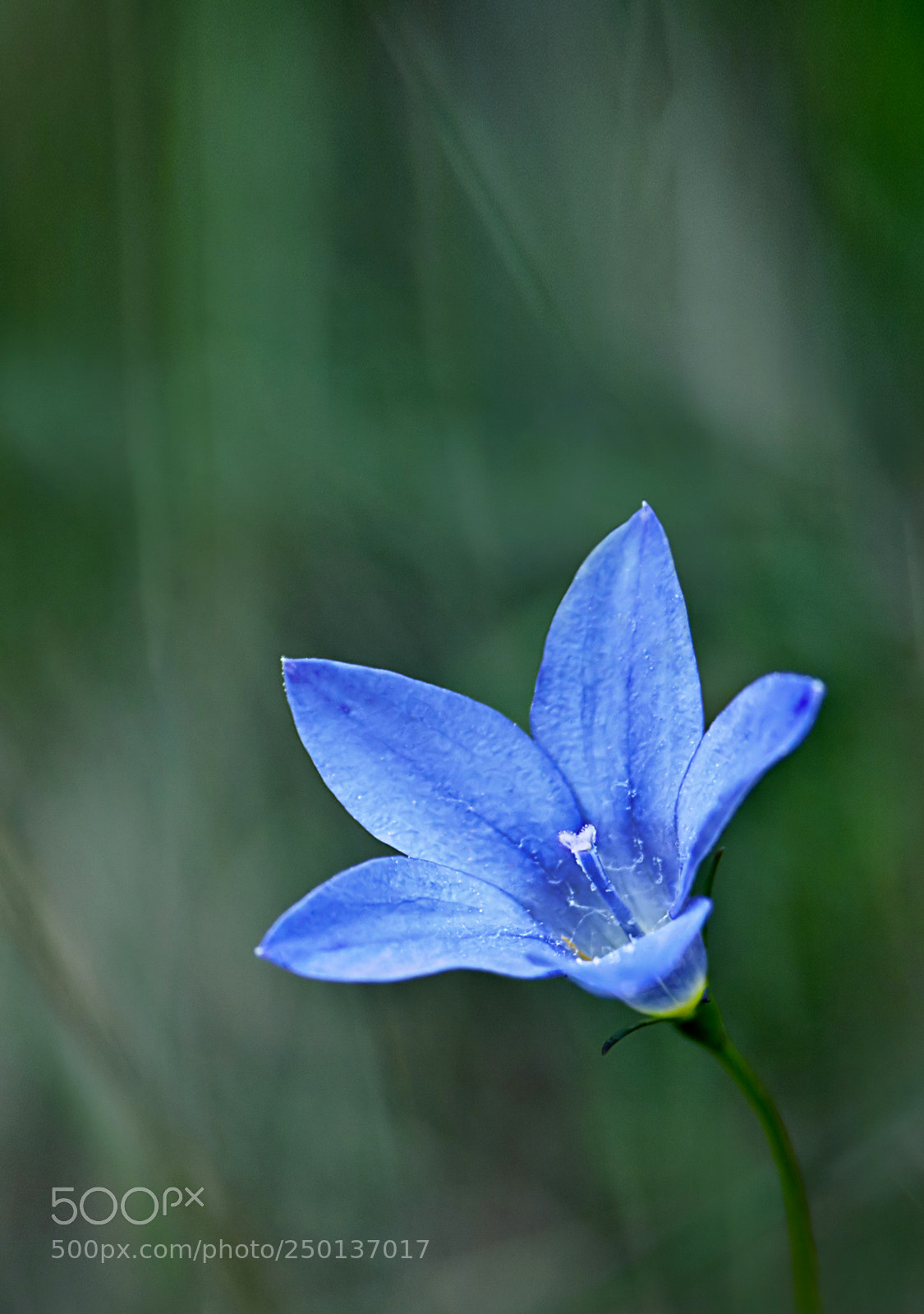 Canon EOS 1000D (EOS Digital Rebel XS / EOS Kiss F) sample photo. Naked bluebell photography