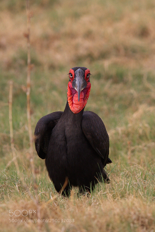 Canon EOS 7D sample photo. Ground hornbill photography