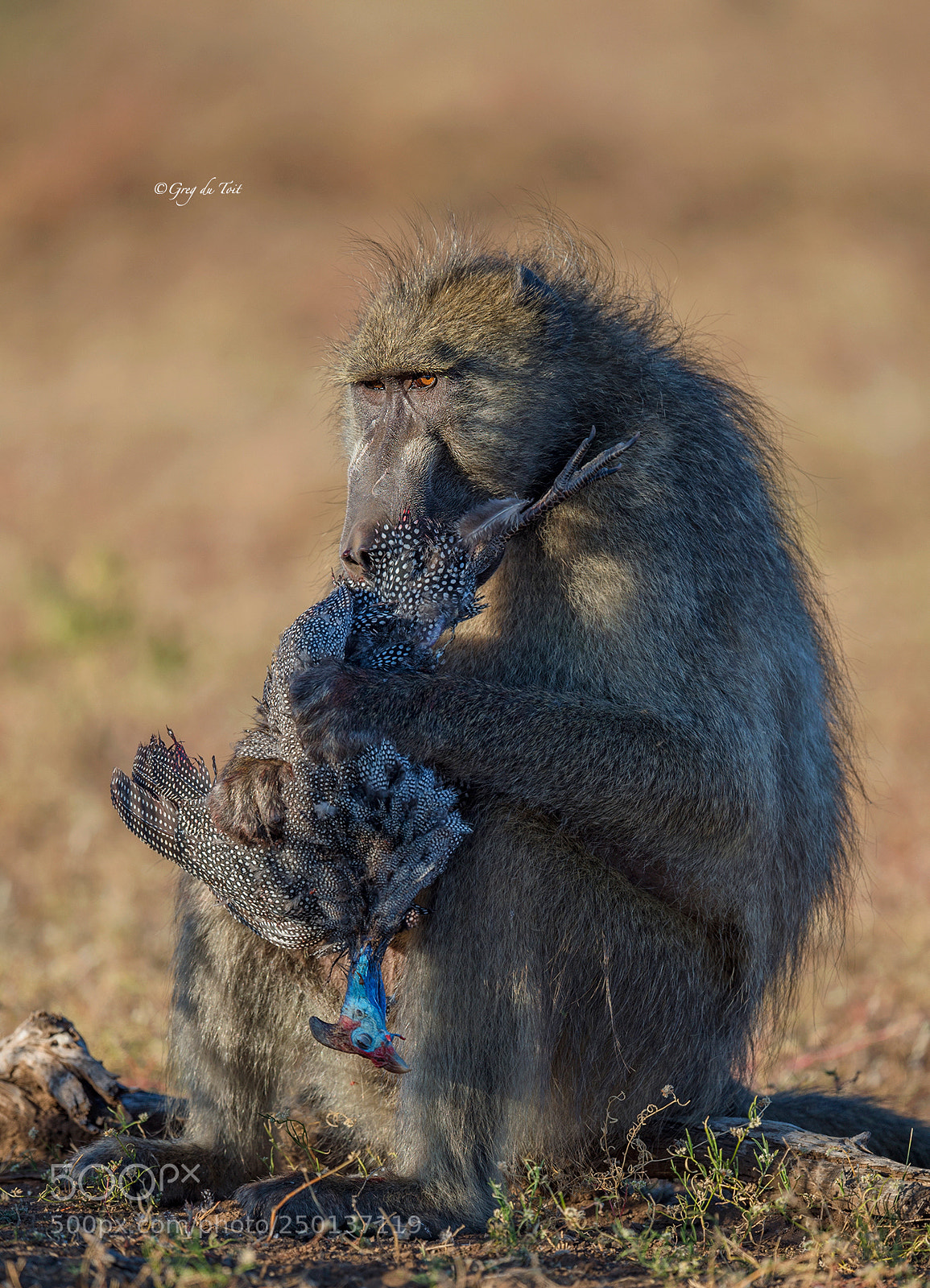 Nikon D4S sample photo. Mr baboon's dinner photography