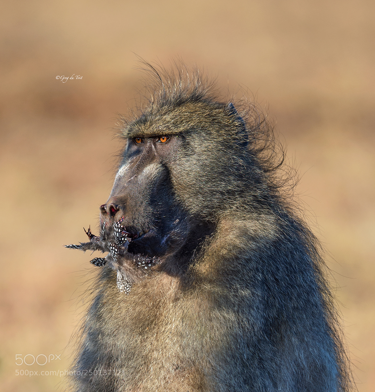 Nikon D4S sample photo. Mr baboon's dinner photography