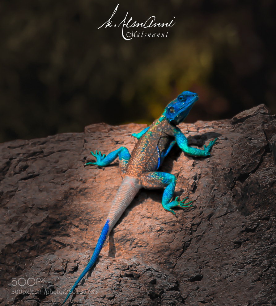 Canon EOS 70D sample photo. Animals photography