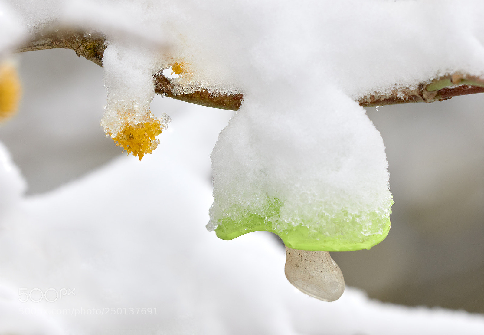 Canon EOS 7D Mark II sample photo. My first winter photography