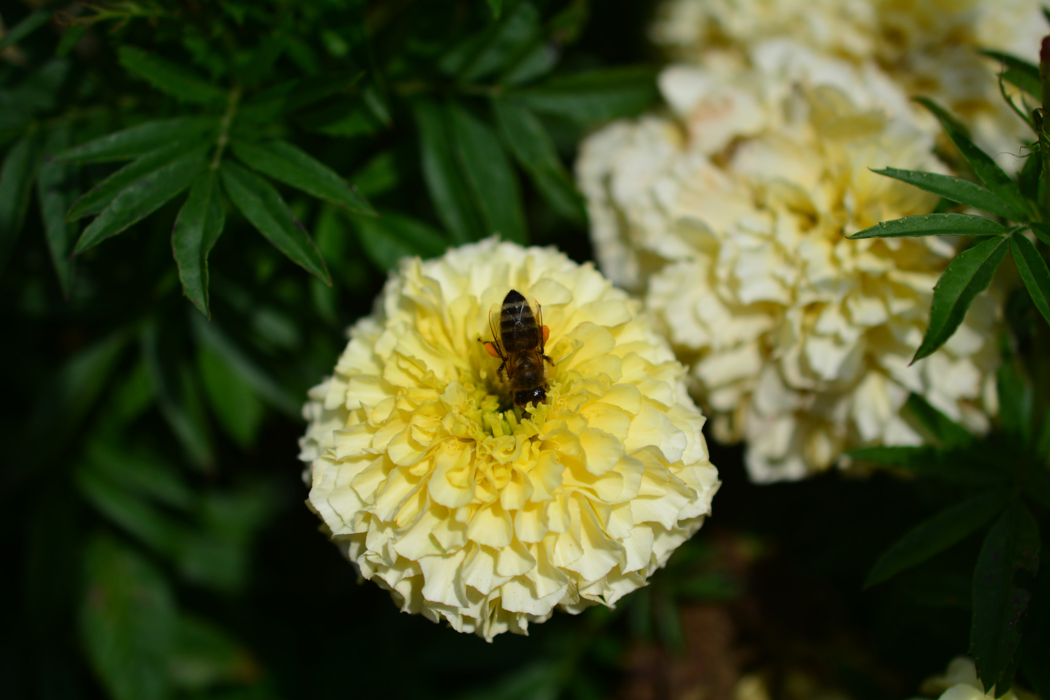 Nikon AF-S DX Micro Nikkor 40mm F2.8 sample photo. Biene photography