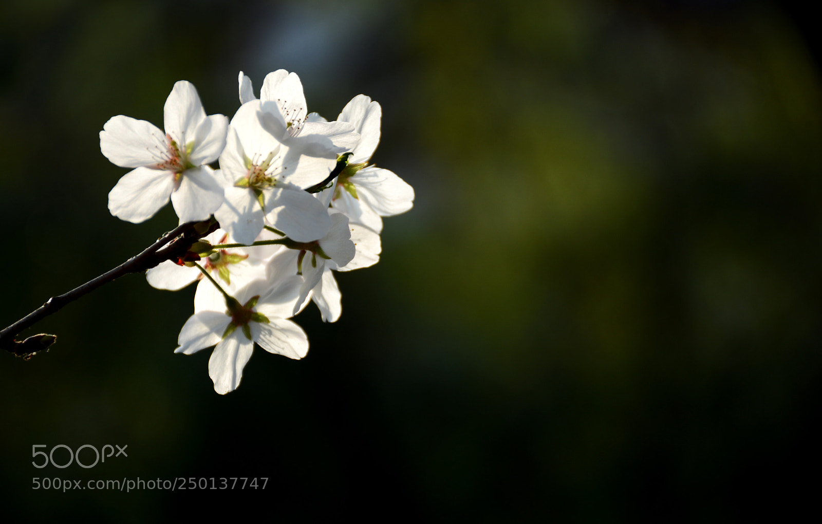 Nikon D7100 sample photo. Untitled photography