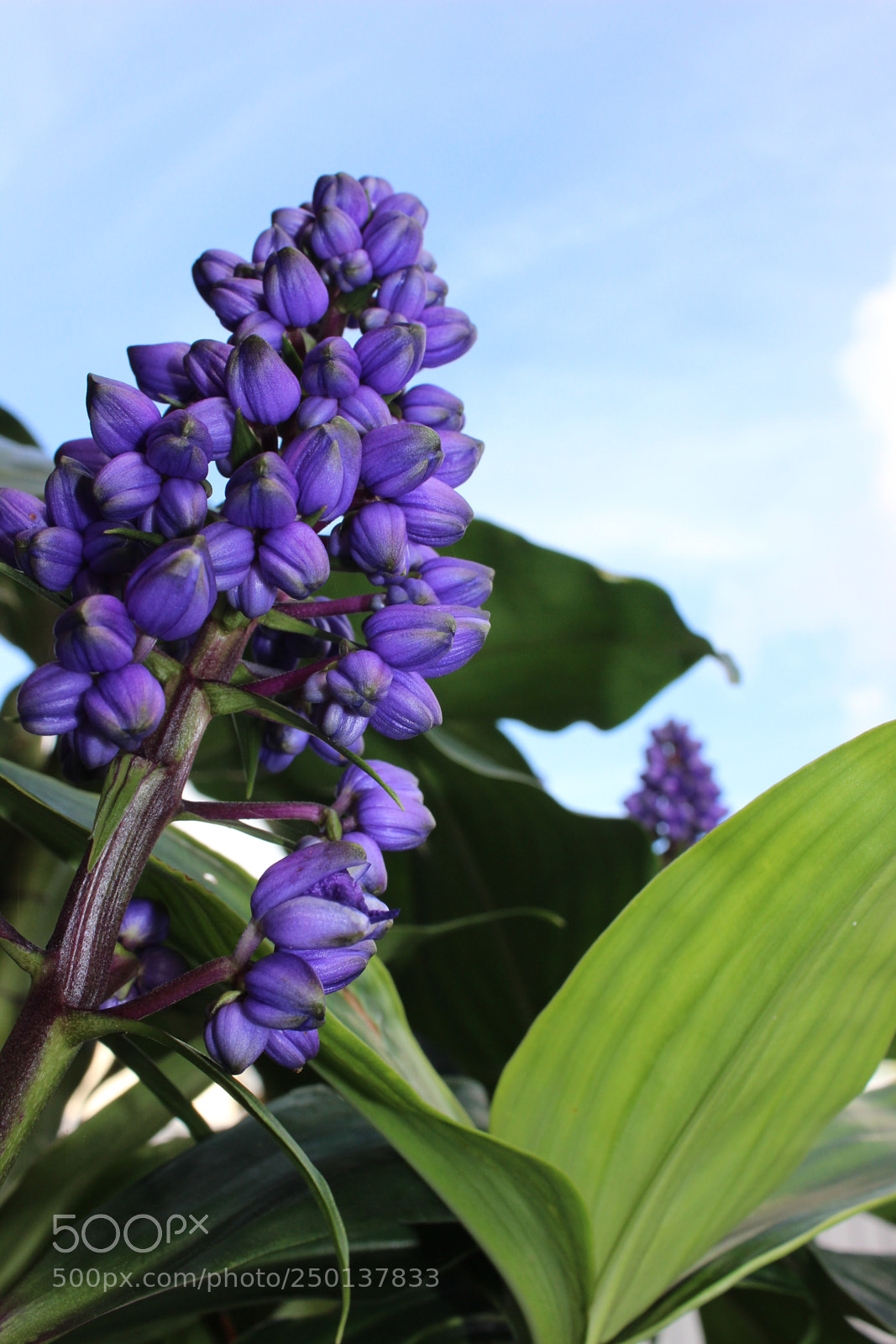 Canon EOS 600D (Rebel EOS T3i / EOS Kiss X5) sample photo. Purple flower photography