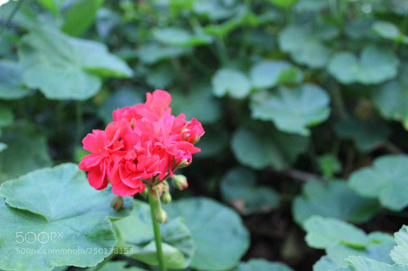 Canon EOS 600D (Rebel EOS T3i / EOS Kiss X5) sample photo. Red flower photography