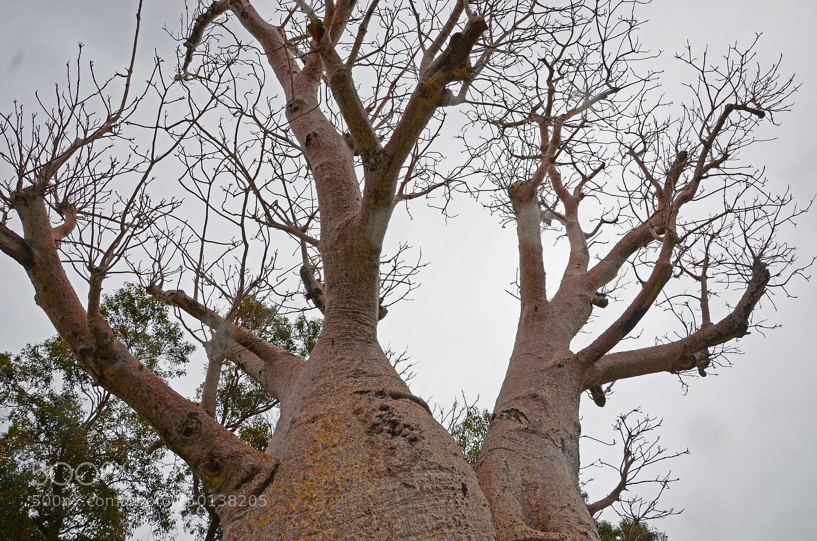 Nikon D7000 sample photo. Boab tree photography