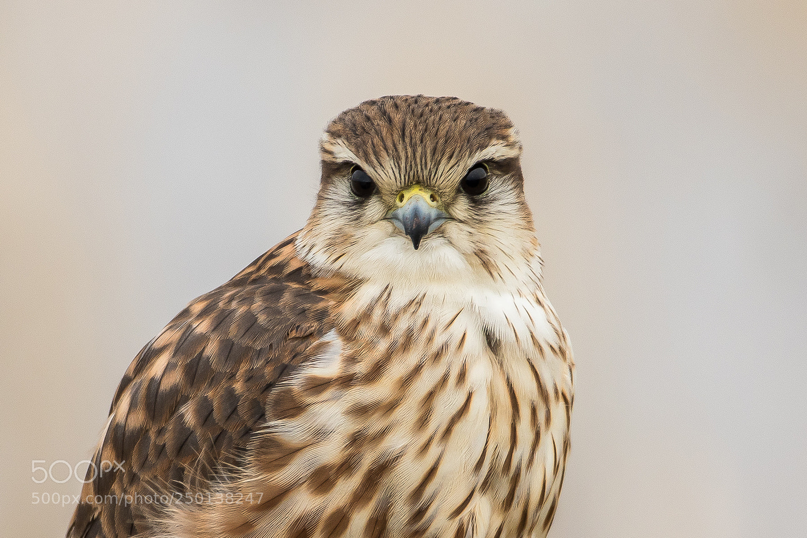 Canon EOS 7D Mark II sample photo. Portrait (merlin) photography