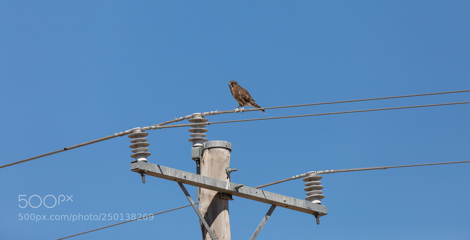 Canon EOS 5D Mark IV sample photo. Brown falcon waiting for photography