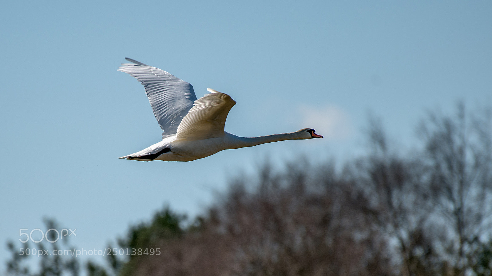 Nikon D500 sample photo. Zwaan in vlucht photography