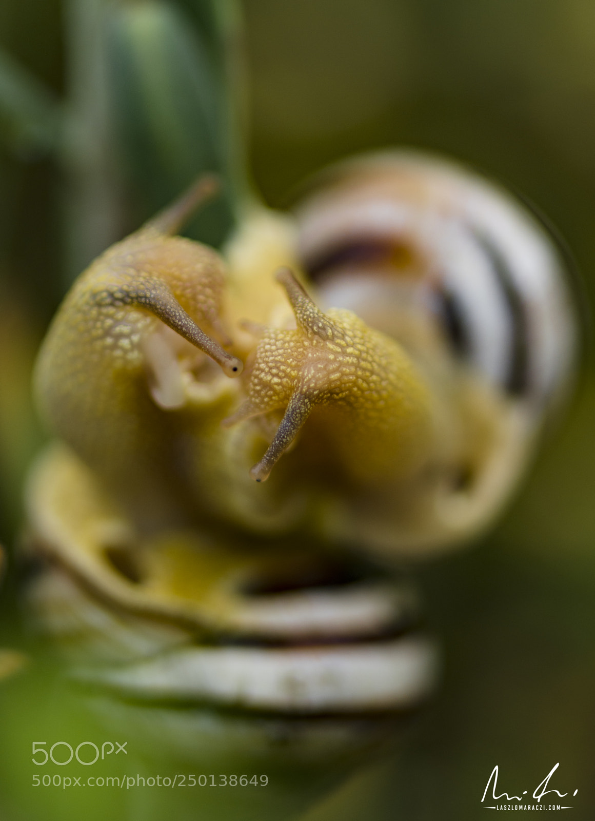 Nikon D7200 sample photo. Snails love photography