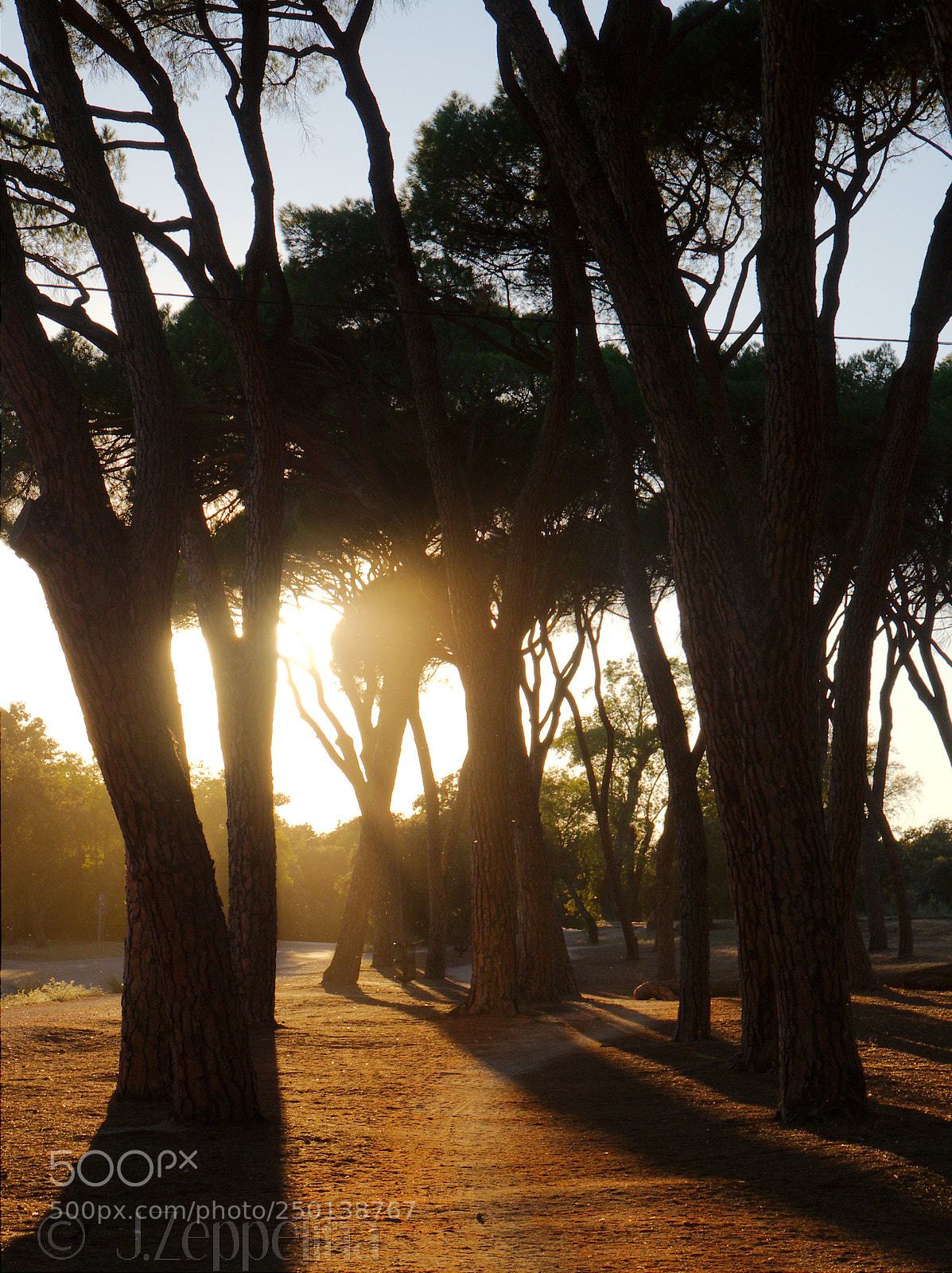 Olympus OM-D E-M5 II sample photo. When trees were tall photography