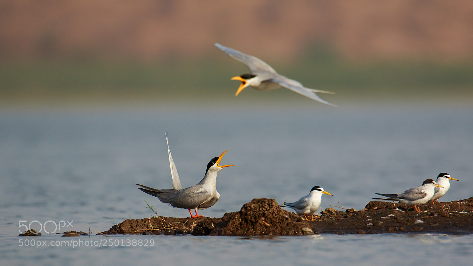 Canon EOS 7D Mark II sample photo. River terns photography
