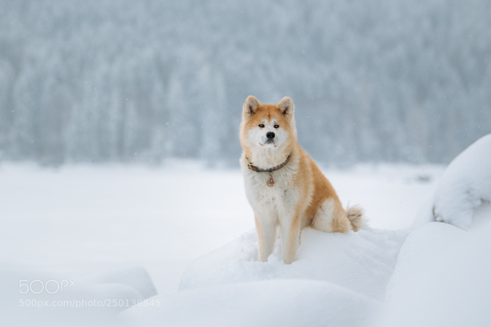 Nikon D850 sample photo. Fresh snow photography
