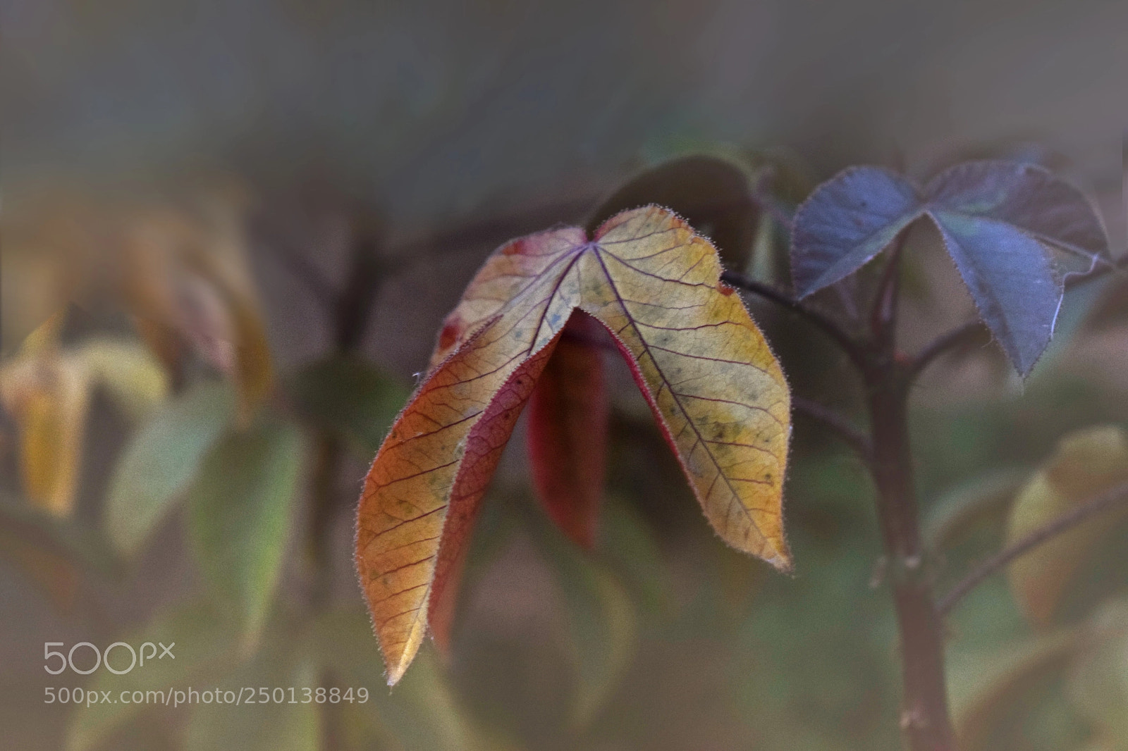 Nikon D3300 sample photo. El oto o est photography