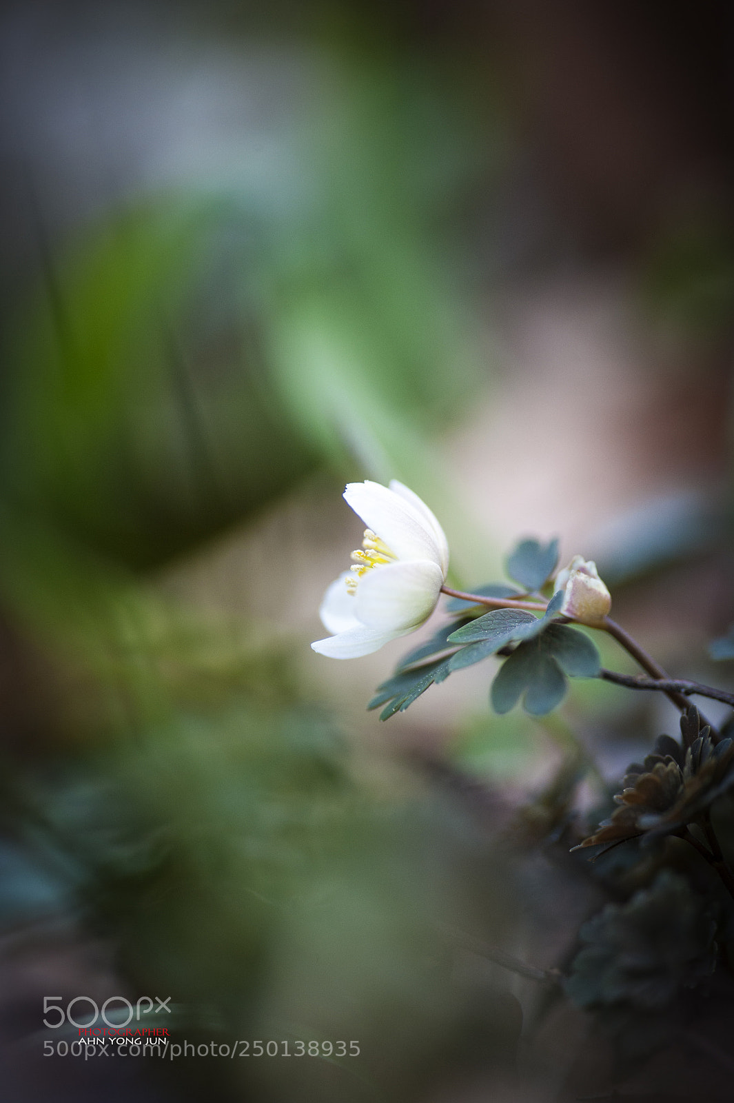Nikon D3 sample photo. Manju wind flower photography