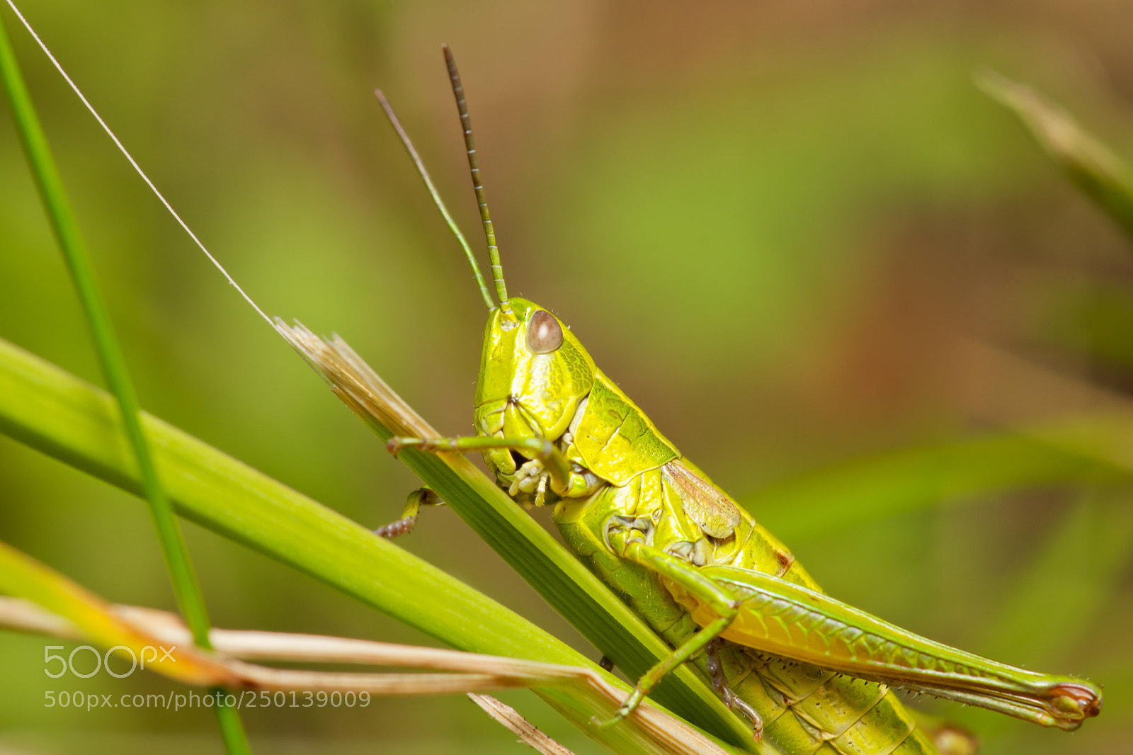 Sony SLT-A77 sample photo. Green grasshopper photography