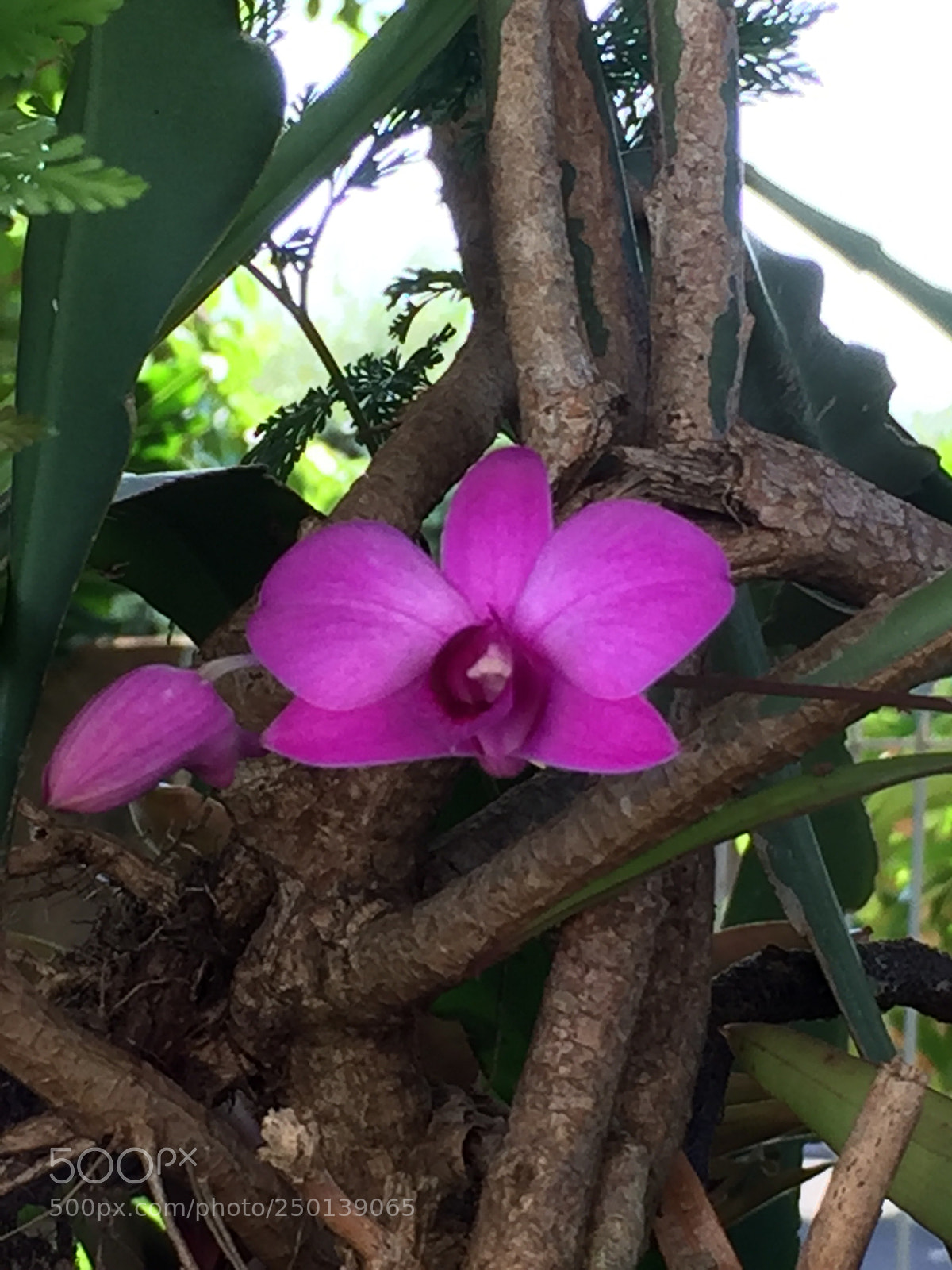 Apple iPhone 6 sample photo. Untitled photography