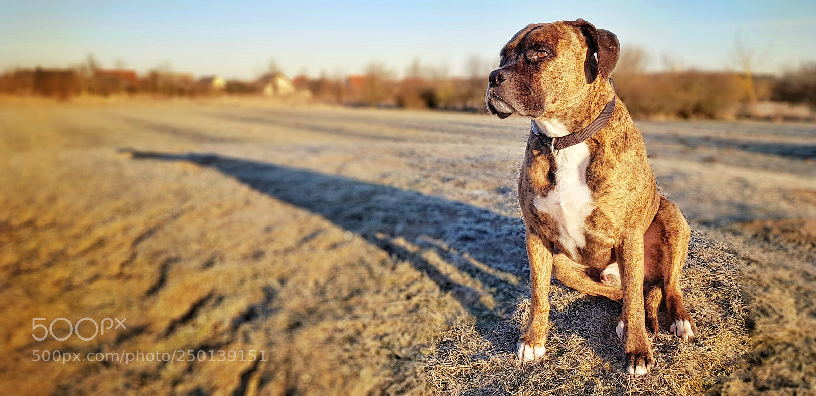 Samsung Galaxy S8 sample photo. My dog photography