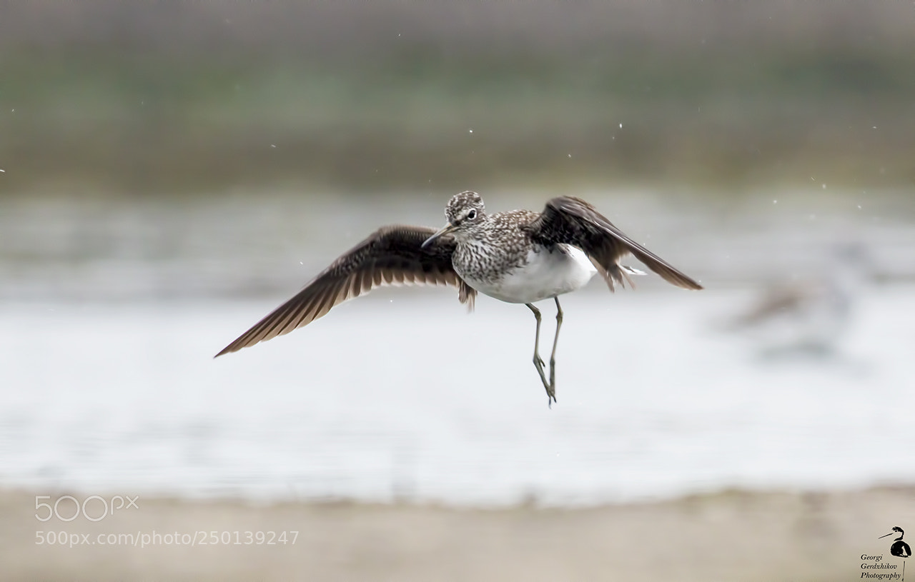 Canon EOS 70D sample photo. Green sandpiper (tringa ochropus) photography