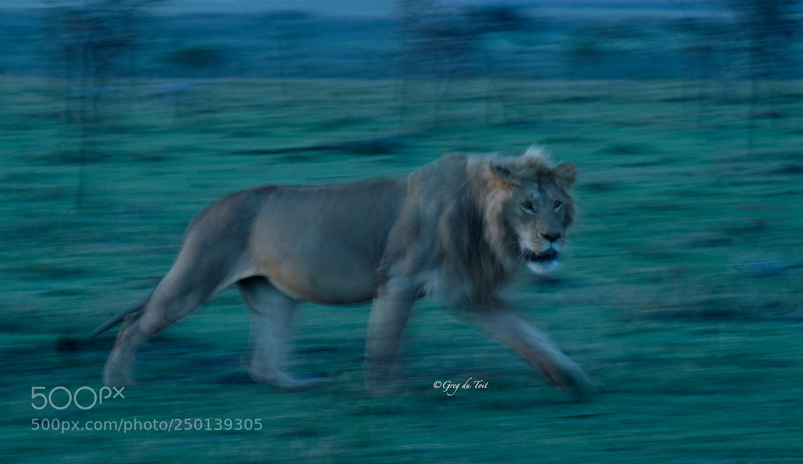 Nikon D4S sample photo. Twilight lion photography