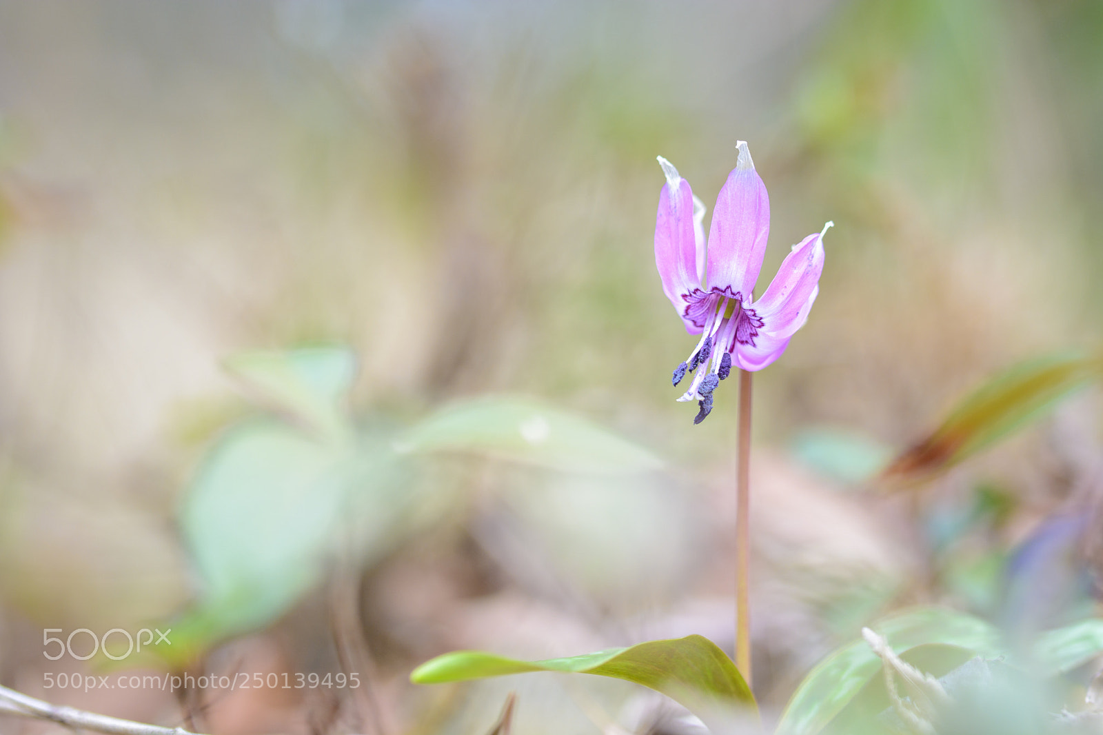 Nikon D7100 sample photo. Tongari photography