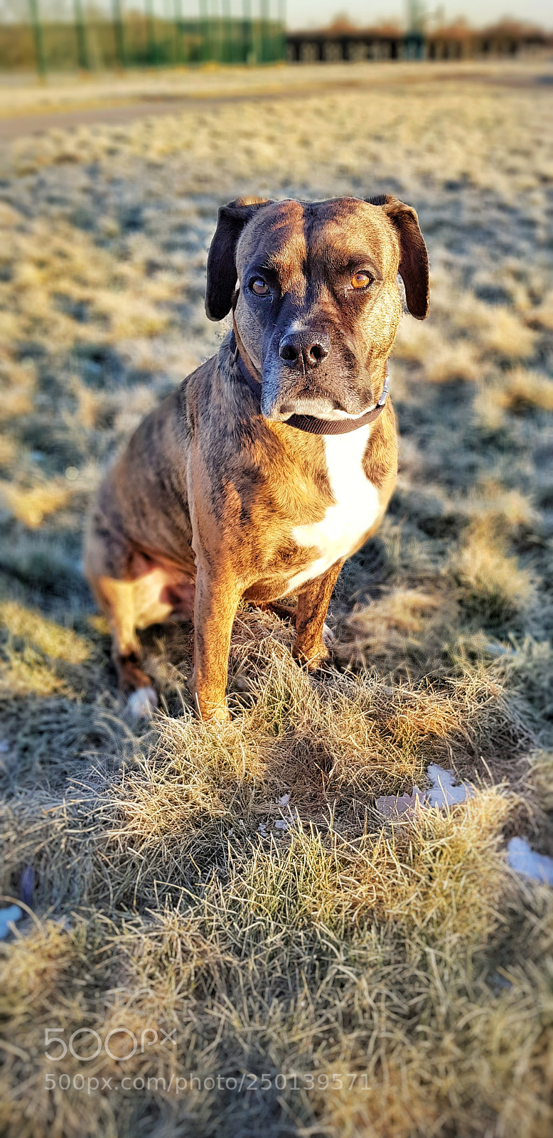 Samsung Galaxy S8 sample photo. My dog photography