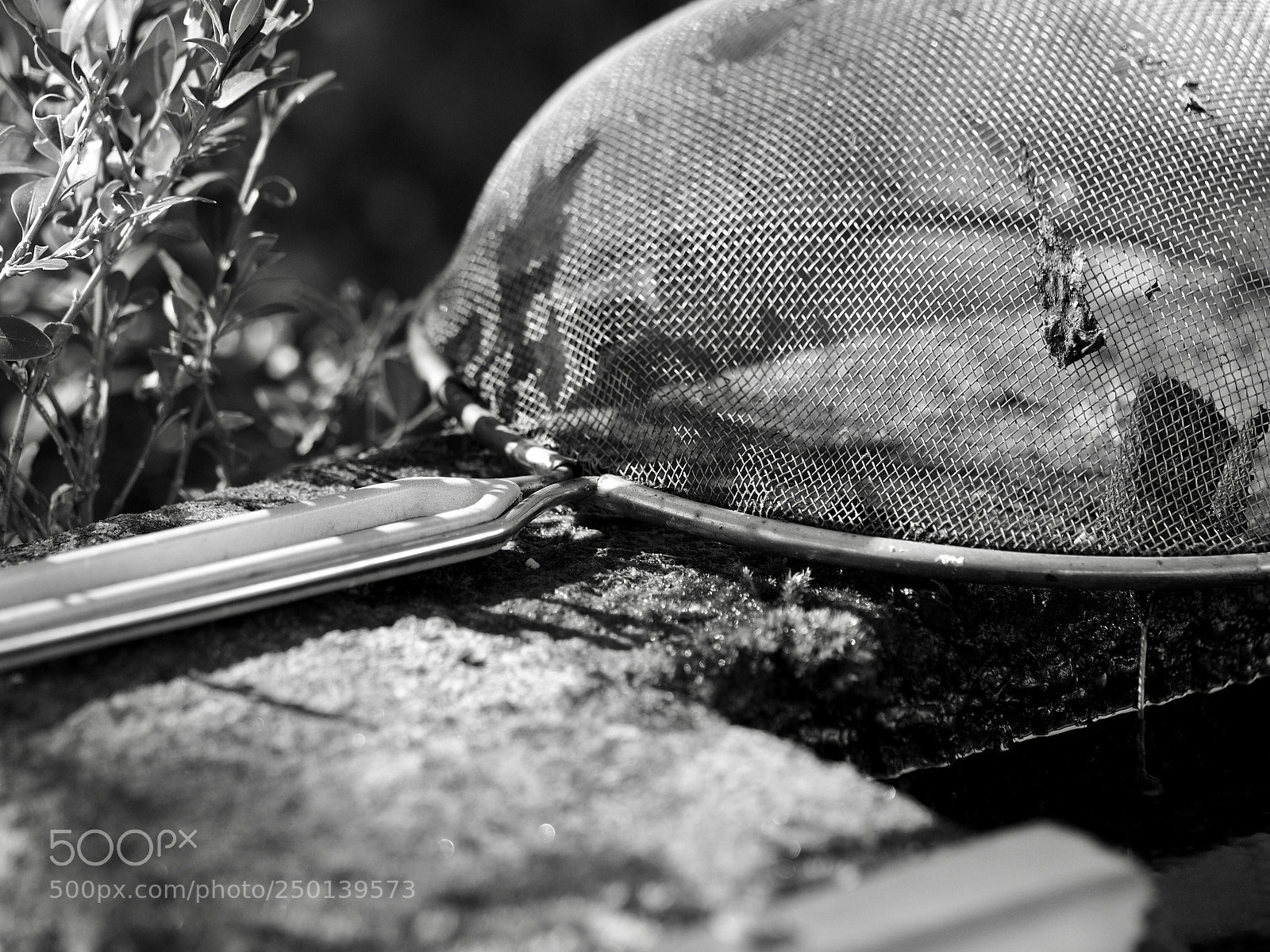 Olympus OM-D E-M10 II sample photo. Strainer photography