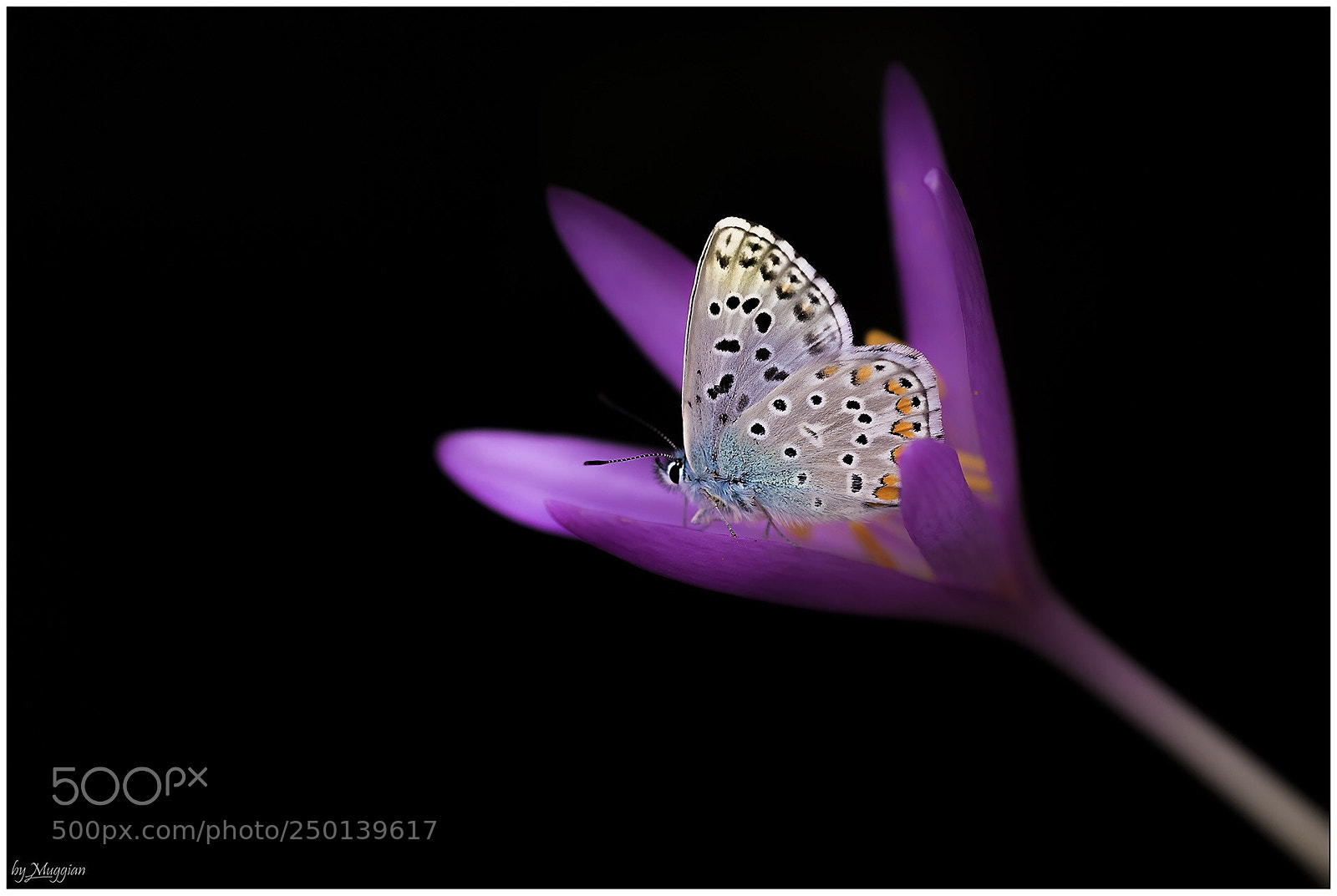 Canon EOS 80D sample photo. Untitled photography