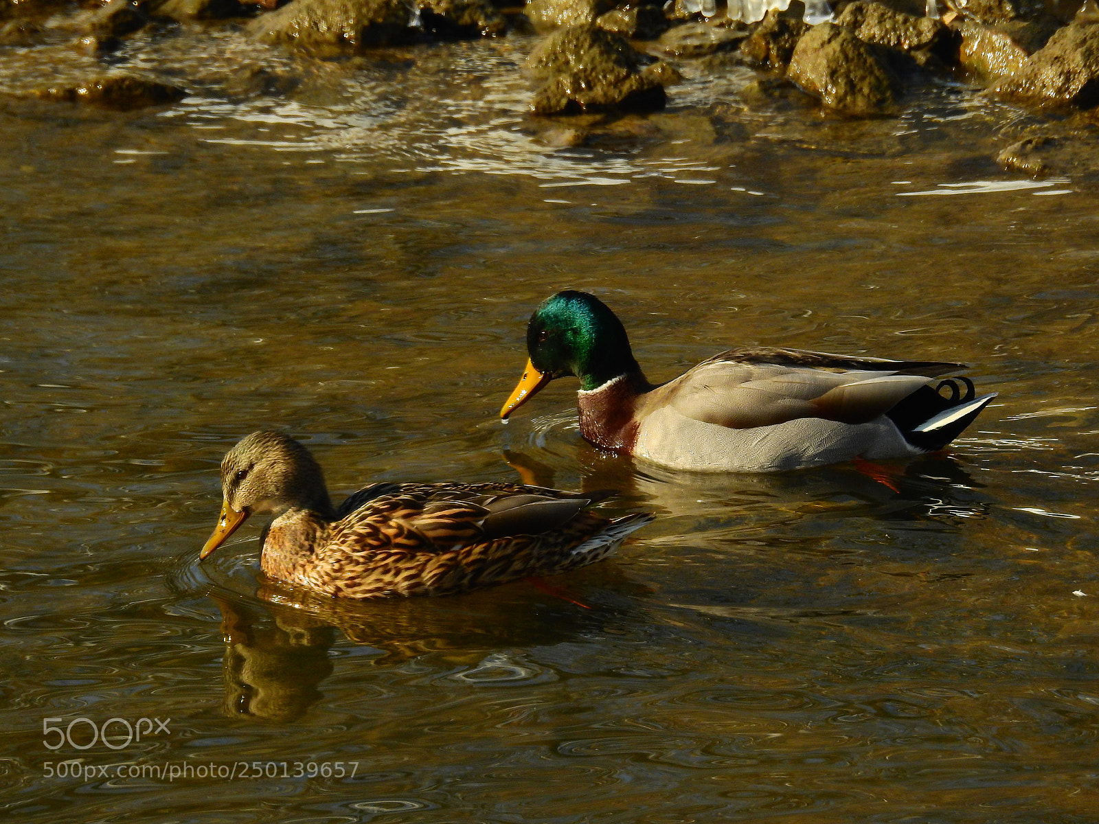 Nikon Coolpix P900 sample photo. Mallards photography