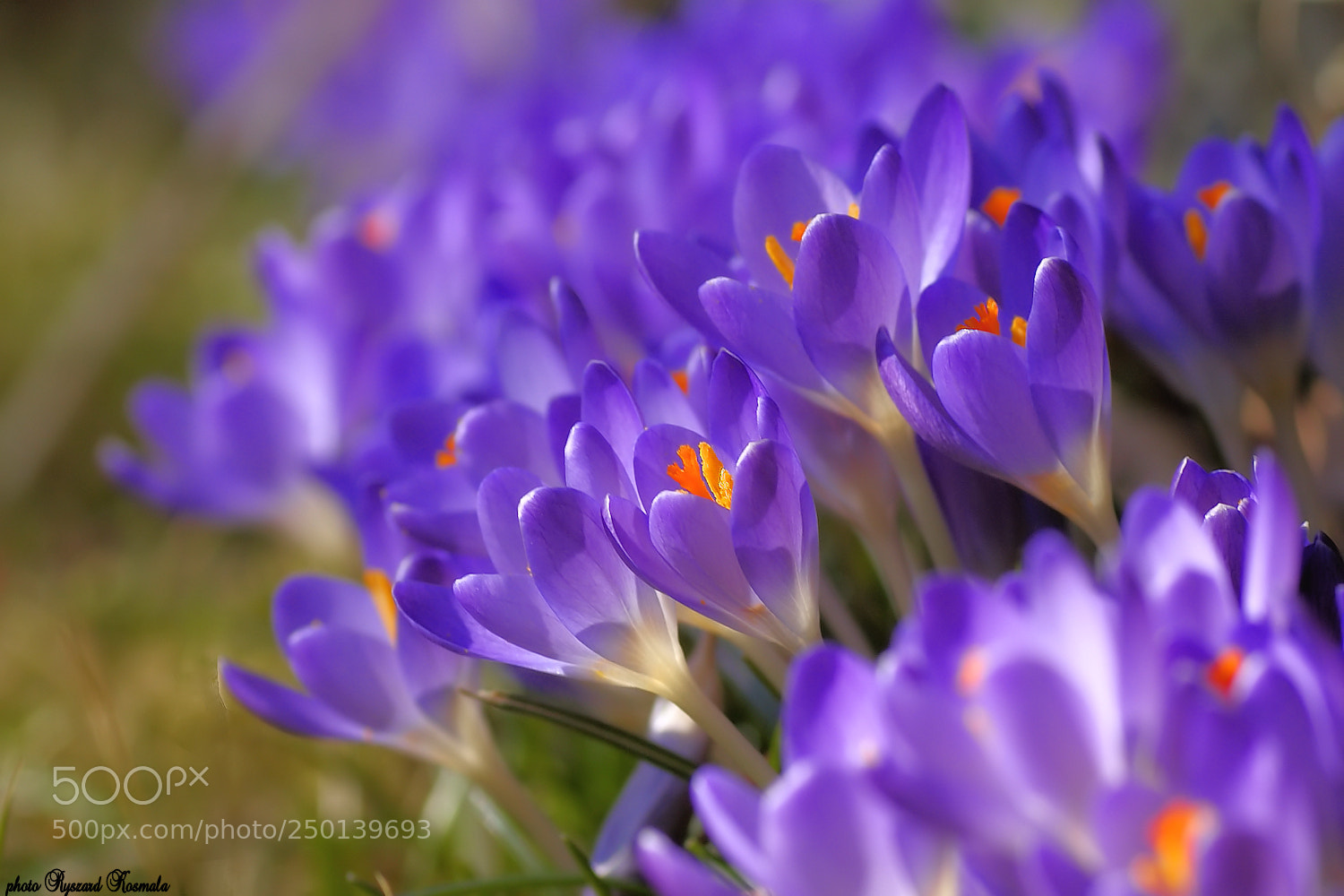 Sony Alpha DSLR-A300 sample photo. A violet explosion photography