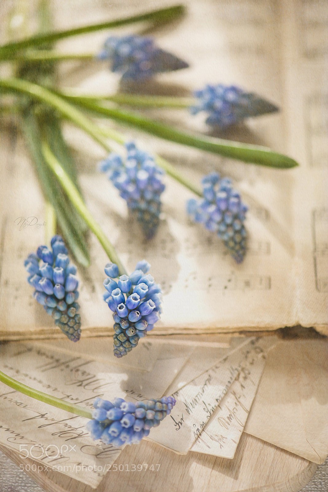 Nikon D610 sample photo. Springtime photography