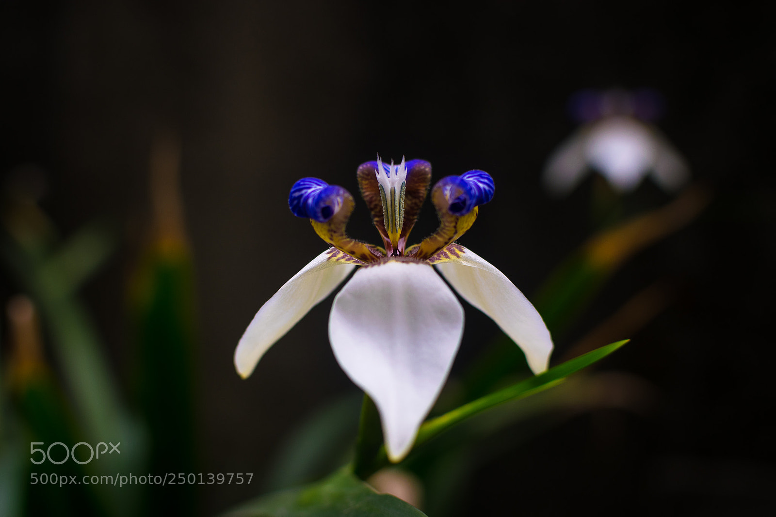 Nikon D5300 sample photo. Spring flower photography