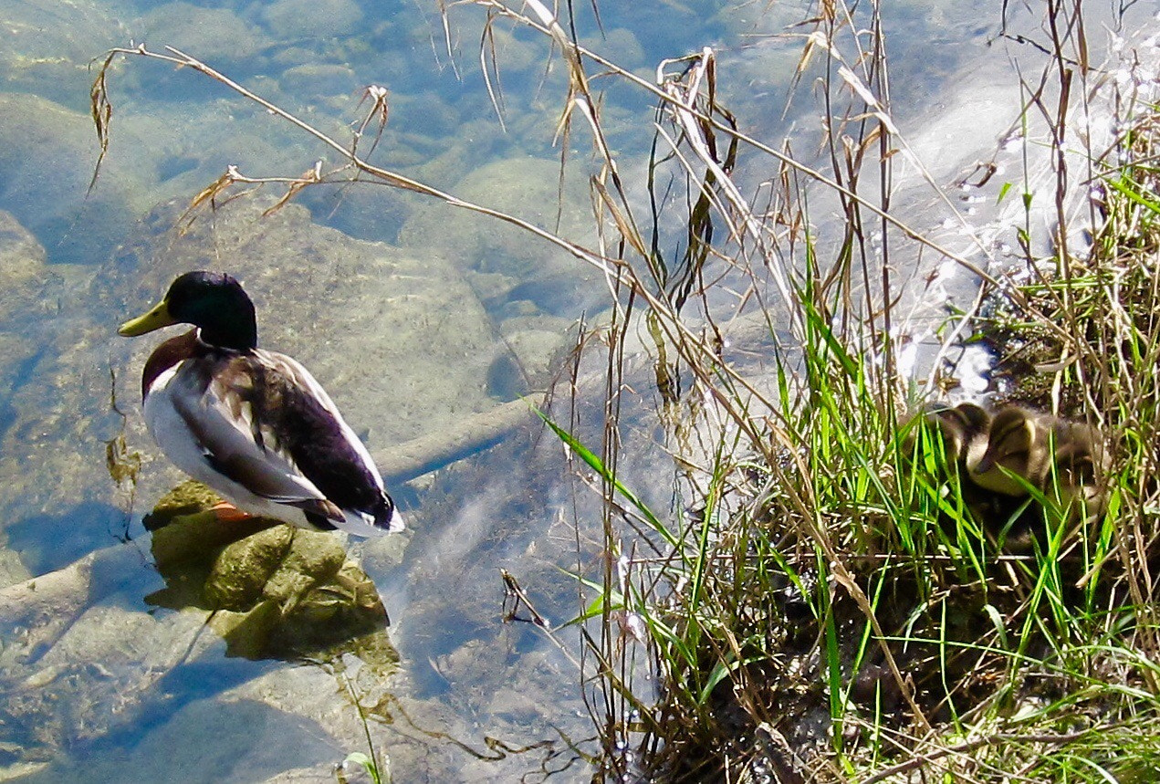 Canon PowerShot SD780 IS (Digital IXUS 100 IS / IXY Digital 210 IS) sample photo. Spring... mother and kids...  photography