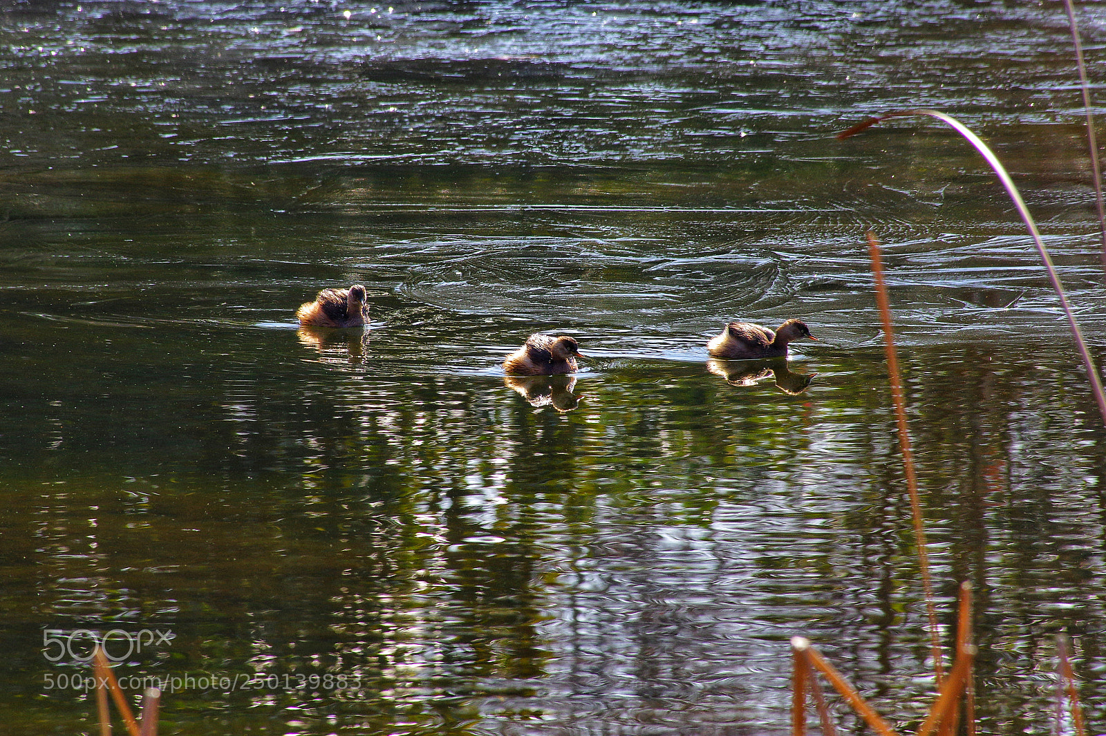 Pentax K-3 II sample photo. Untitled photography