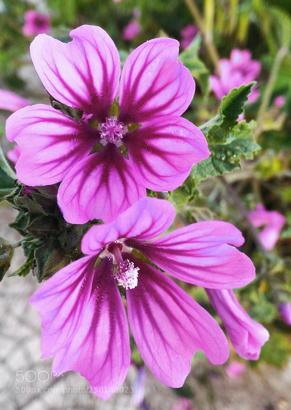 ASUS ZenFone 2 (ZE551ML) sample photo. Wild spring photography