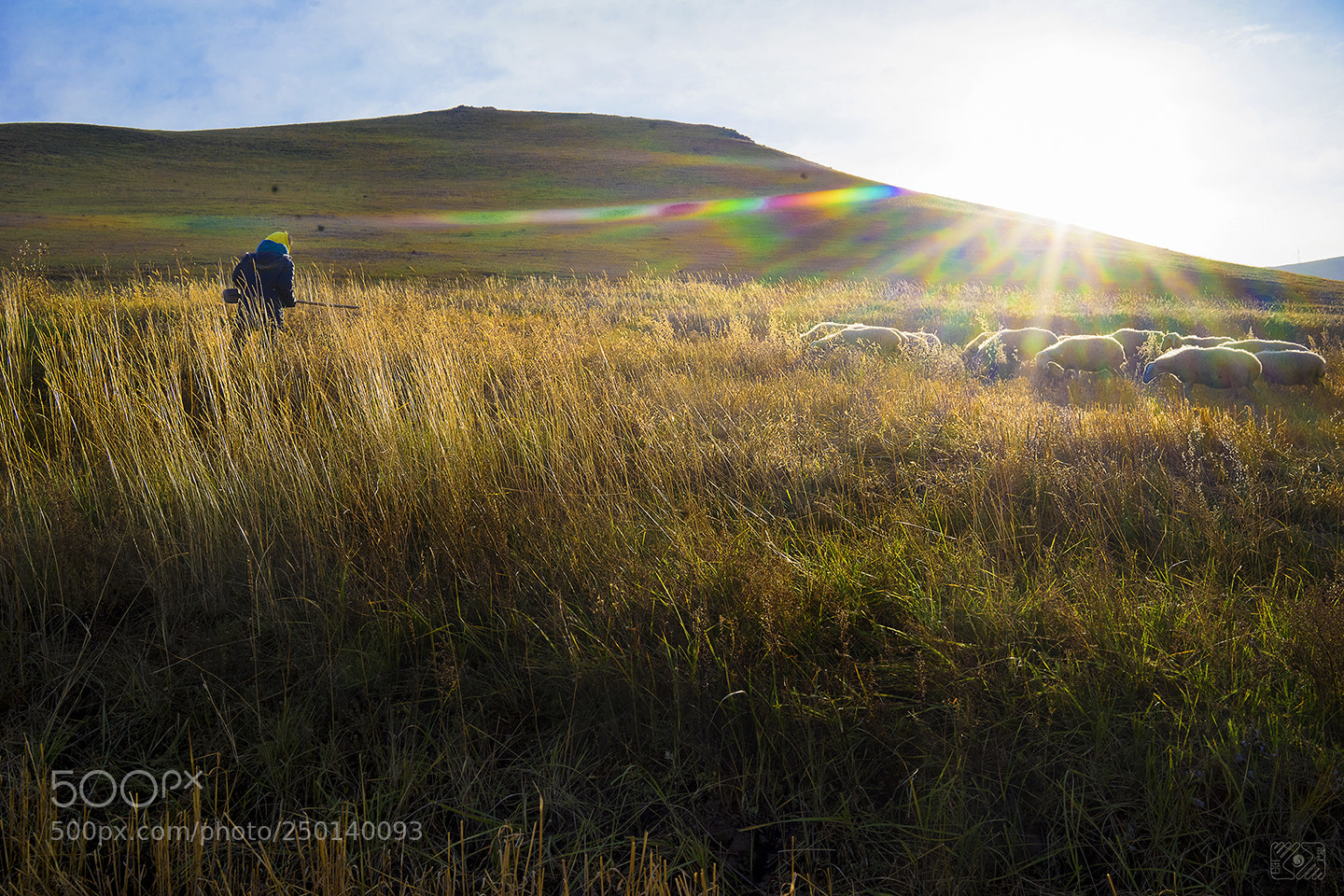 Sony a7 II sample photo. Shepherd and she's sheep photography