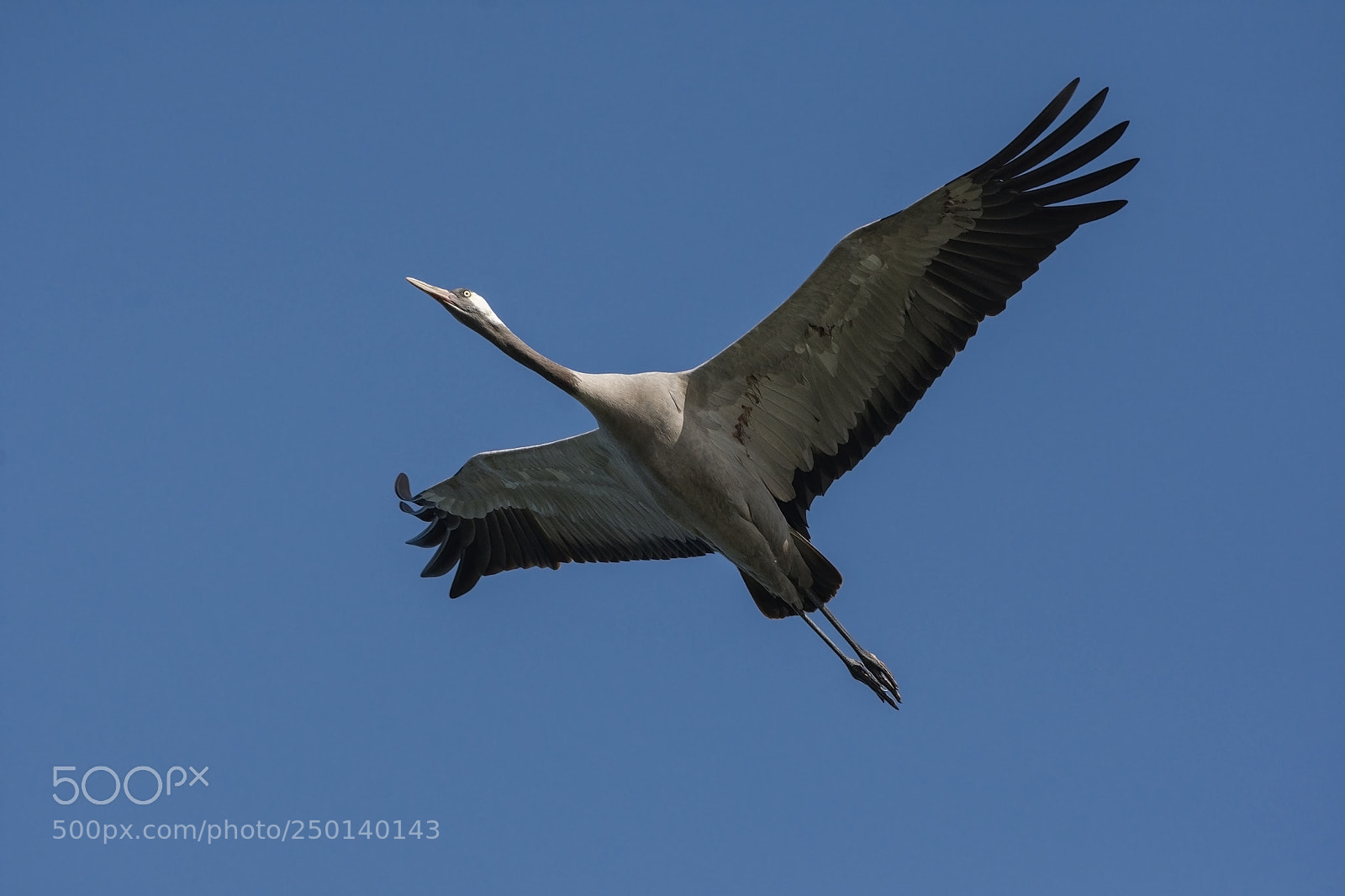 Nikon D7200 sample photo. Common crane photography