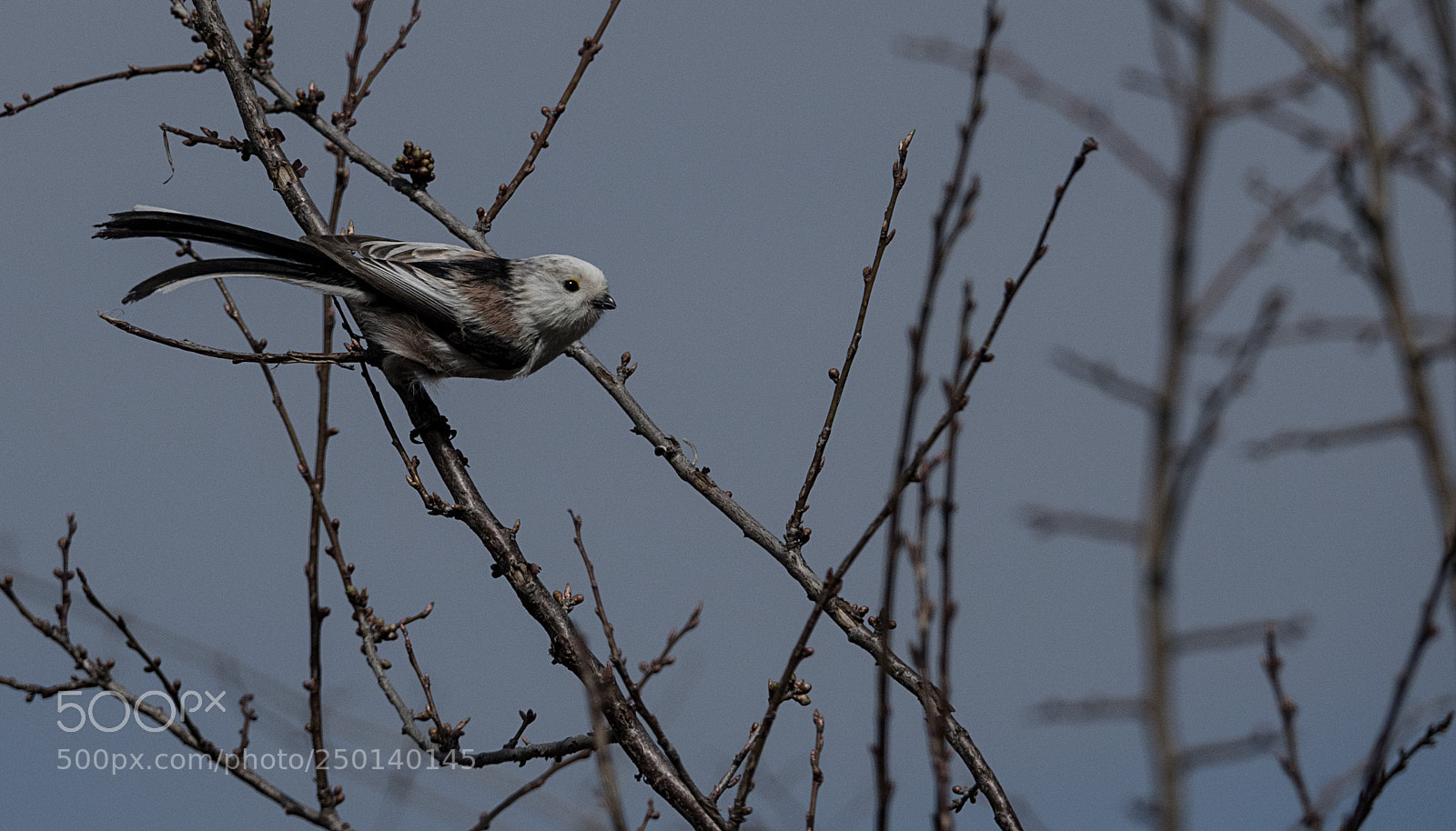 Sony Cyber-shot DSC-RX10 IV sample photo. Long-tailed tit photography