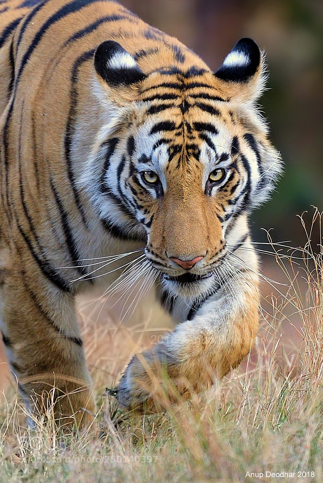 Nikon D5 sample photo. Wild stare photography