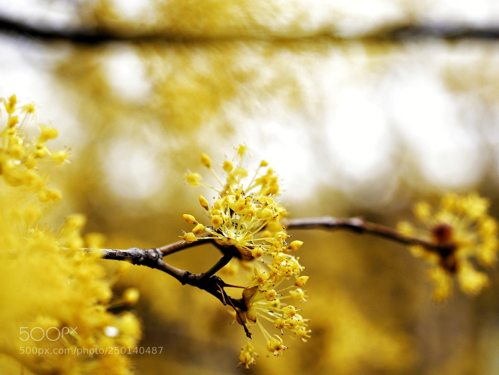 Panasonic Lumix DMC-GX85 (Lumix DMC-GX80 / Lumix DMC-GX7 Mark II) sample photo. Japanese cornlian cherry photography