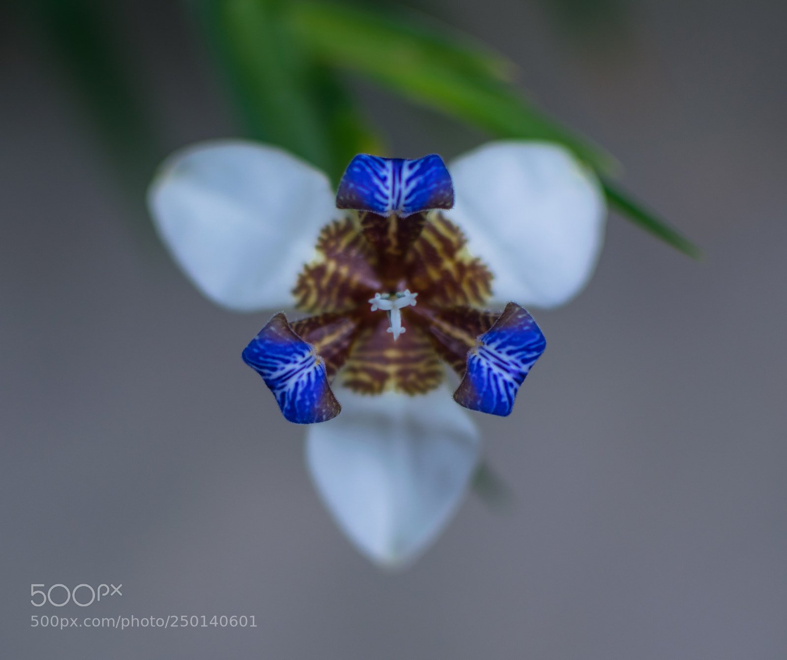 Nikon D5300 sample photo. Spring flower photography