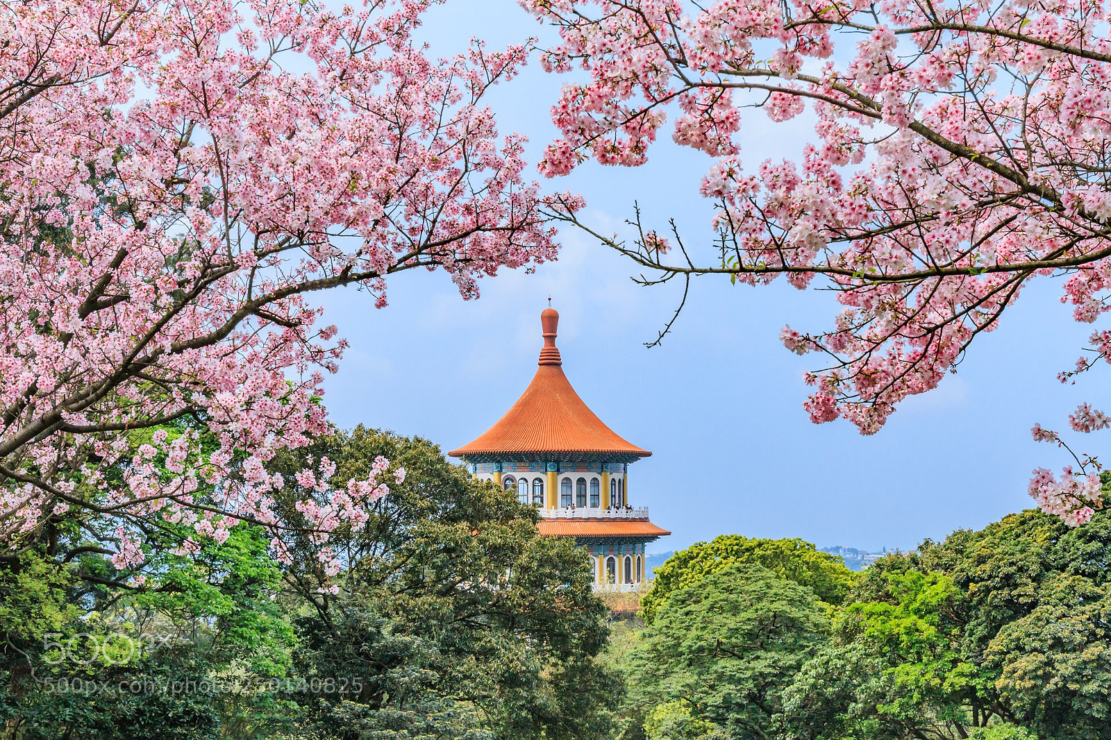 Canon EOS 70D sample photo. 淡水天元宮吉野櫻。さくら。cherry blossoms photography