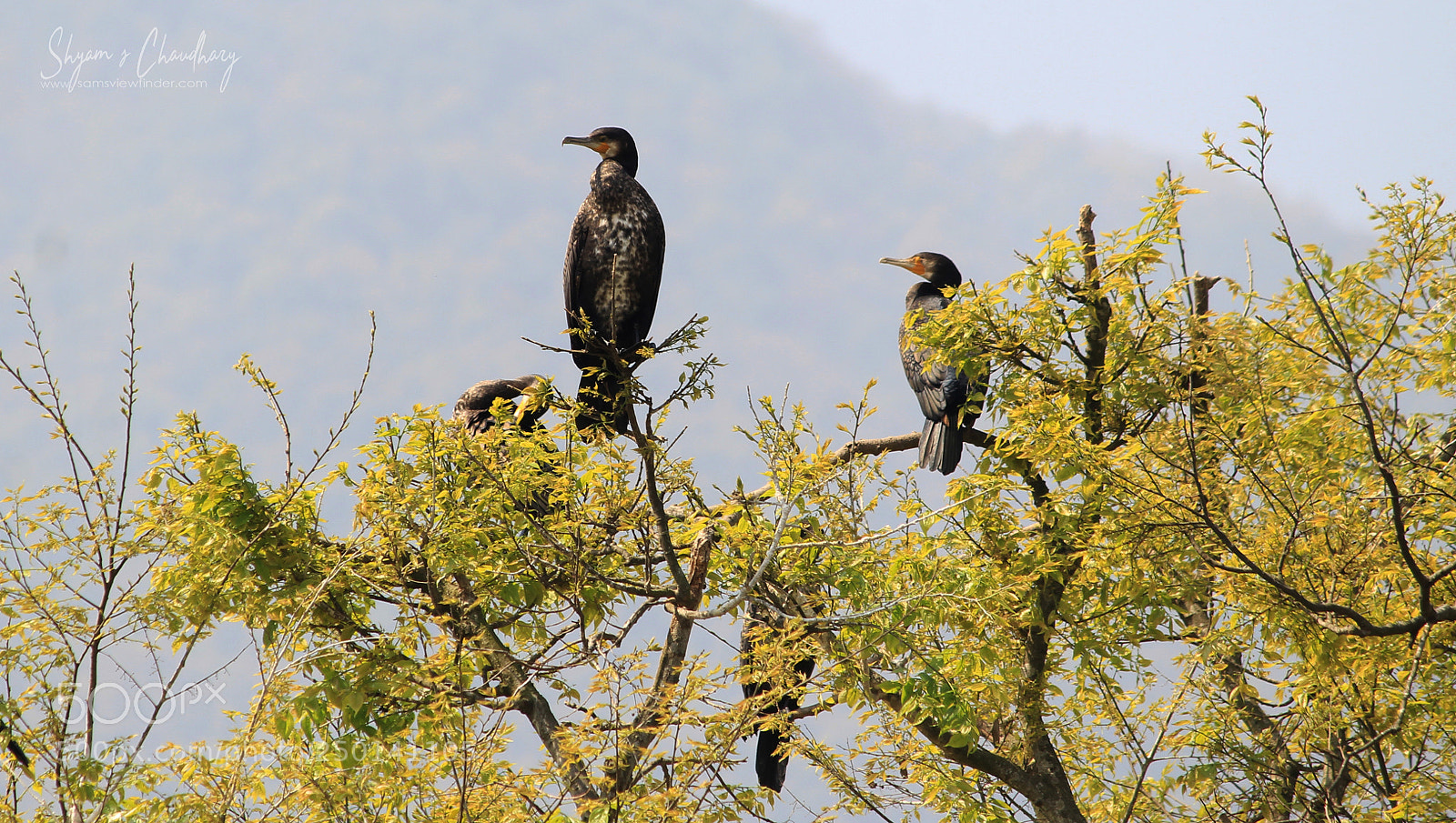 Canon EOS 1200D (EOS Rebel T5 / EOS Kiss X70 / EOS Hi) sample photo. Cormorant photography